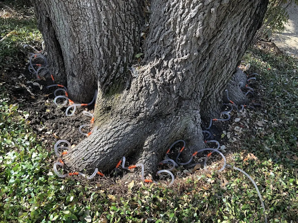 Detailed Tree Cabling and Bracing job site in Heflin