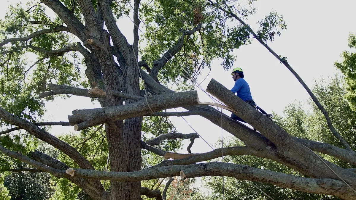 Professional Crown Thinning performed by certified arborists in Heflin