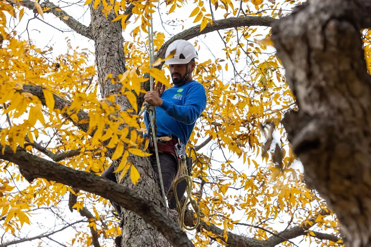 Skilled Tree Pruning crew working in Heflin