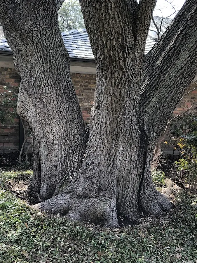 Mature heritage tree close to a Heflin property cared for by certified arborists
